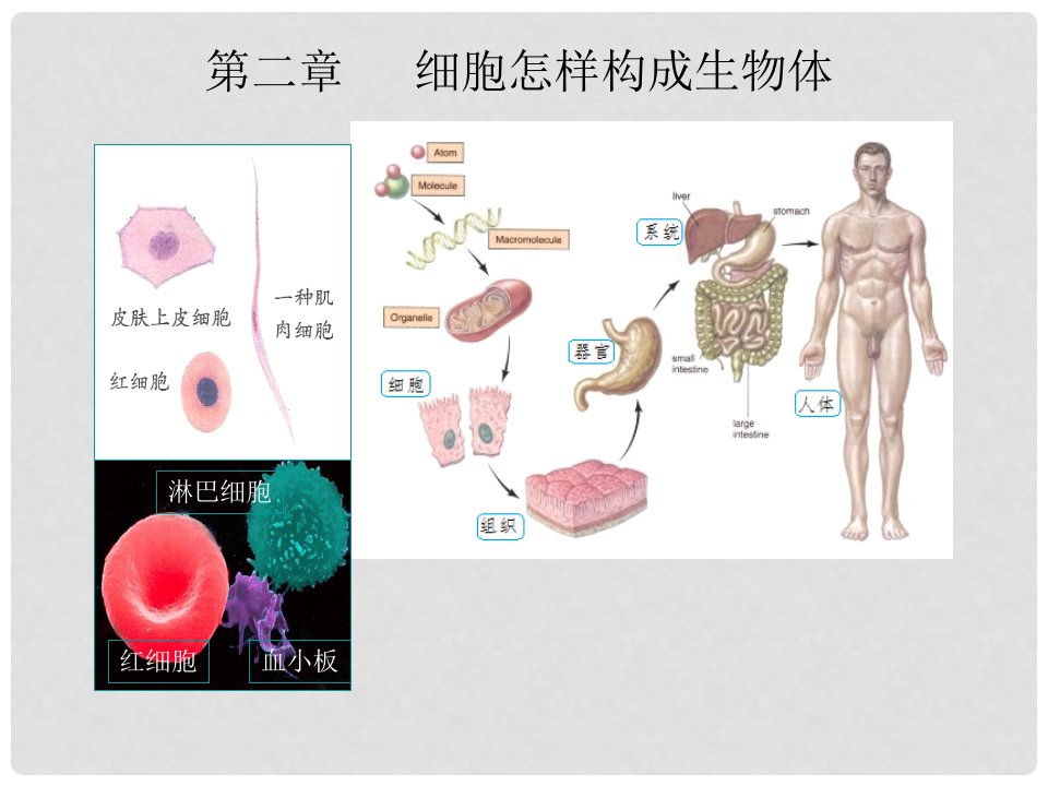 陕西省石泉县七年级生物上册