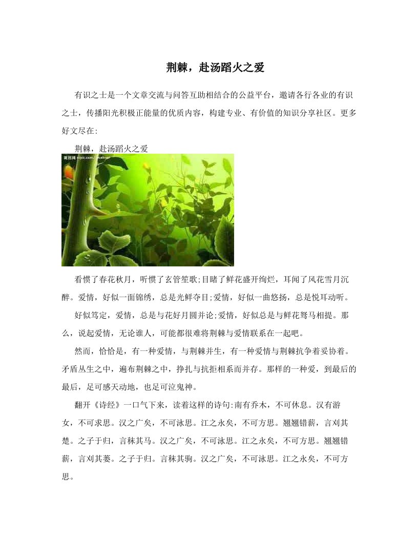 荆棘，赴汤蹈火之爱