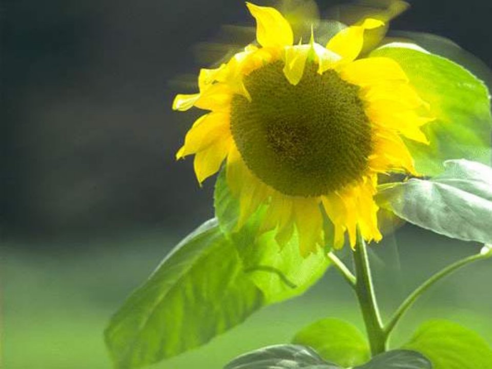 植物的激素调节高二生物公开课获奖课件省赛课一等奖课件