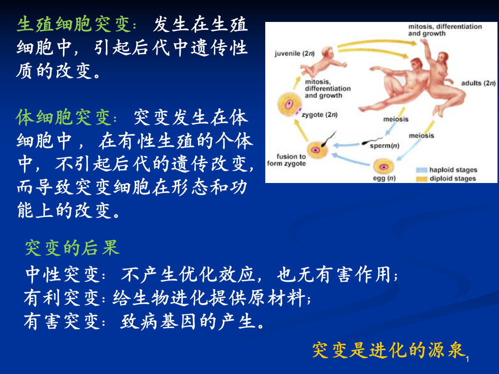 DNA突变染色体核型ppt课件