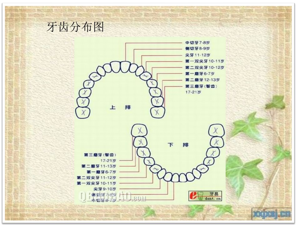 阻生齿护理查房讲义