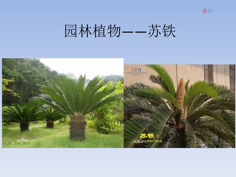 园林植物——苏铁