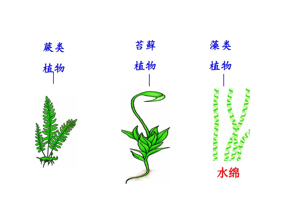 初中生物总复习