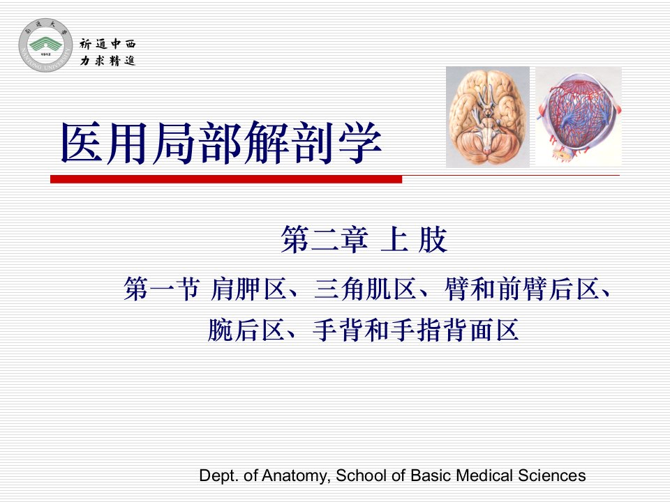 医用局部解剖学-肩胛区、三角肌区、臂和前臂后区、腕后区、手背和手指背面