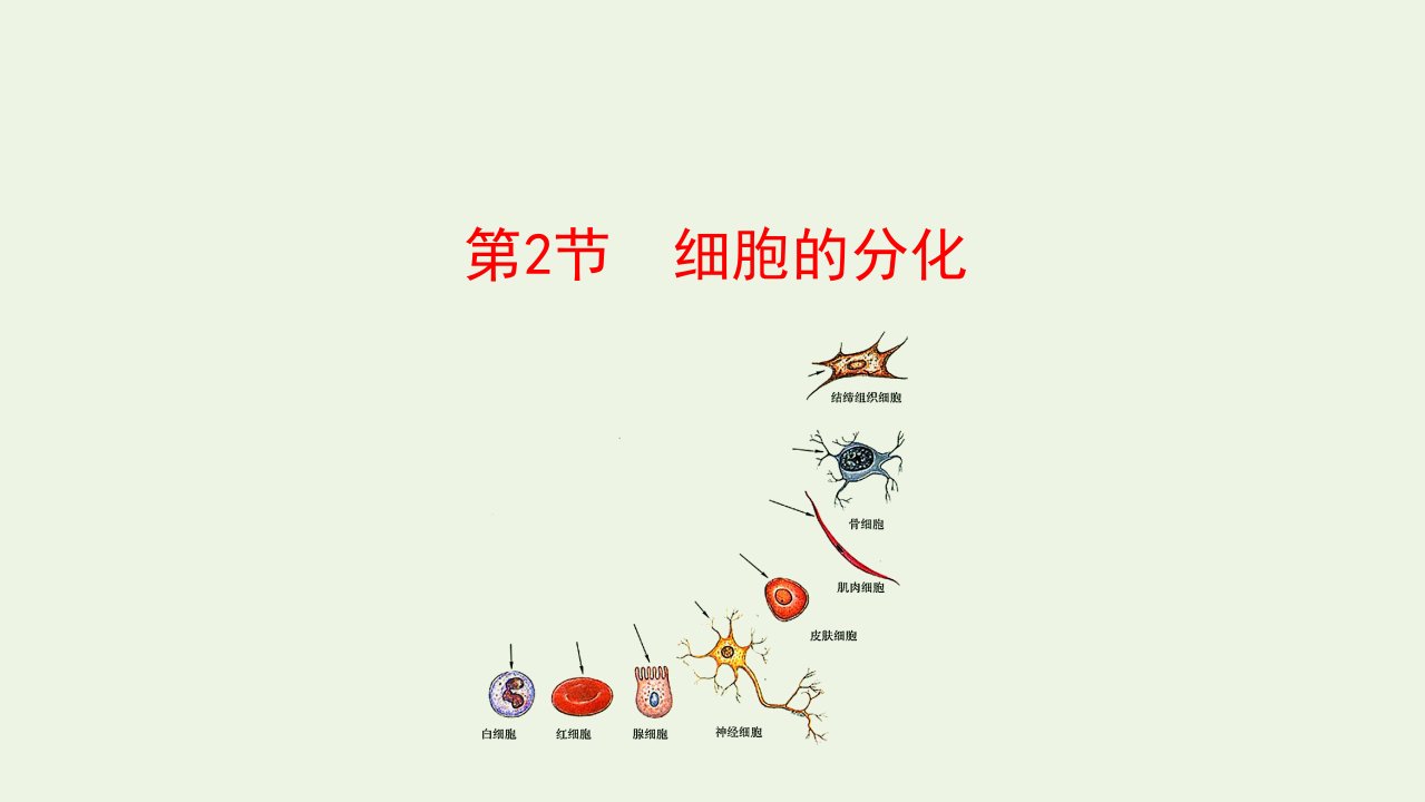 2021_学年新教材高中生物第6章细胞的生命历程第2节细胞的分化课件新人教版必修11