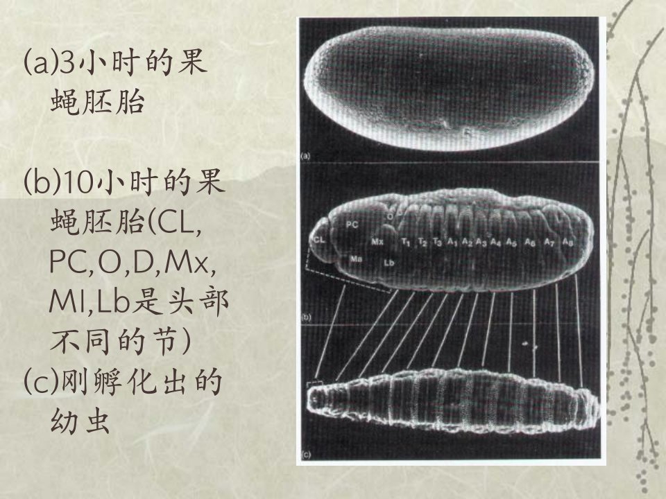 教学课件第五节基因的调节作用