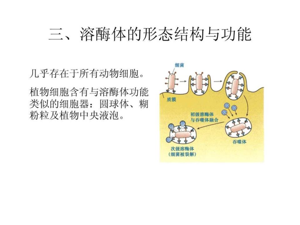 东北师范大学细胞生物学课件7.2.ppt