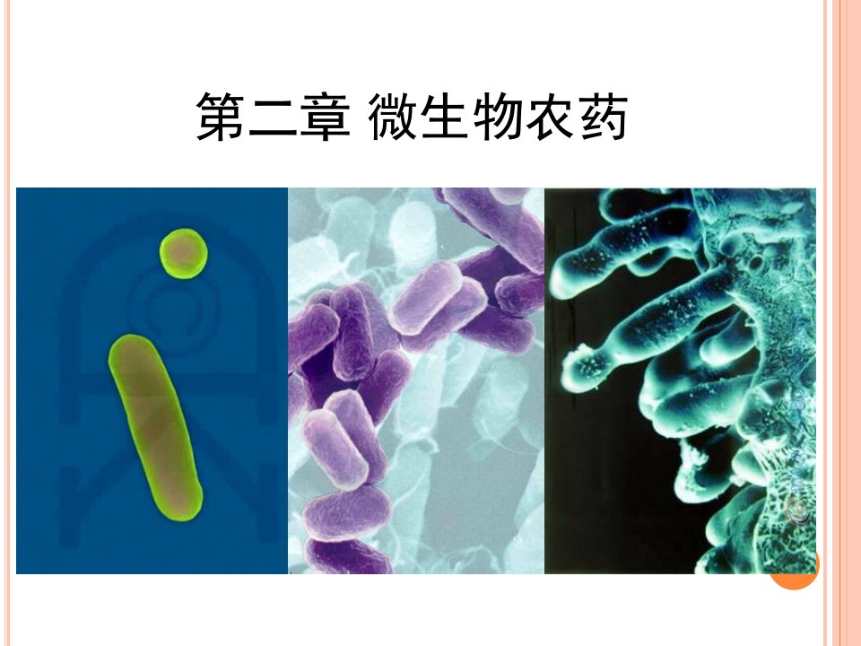 微生物农药—细菌ppt演示课件