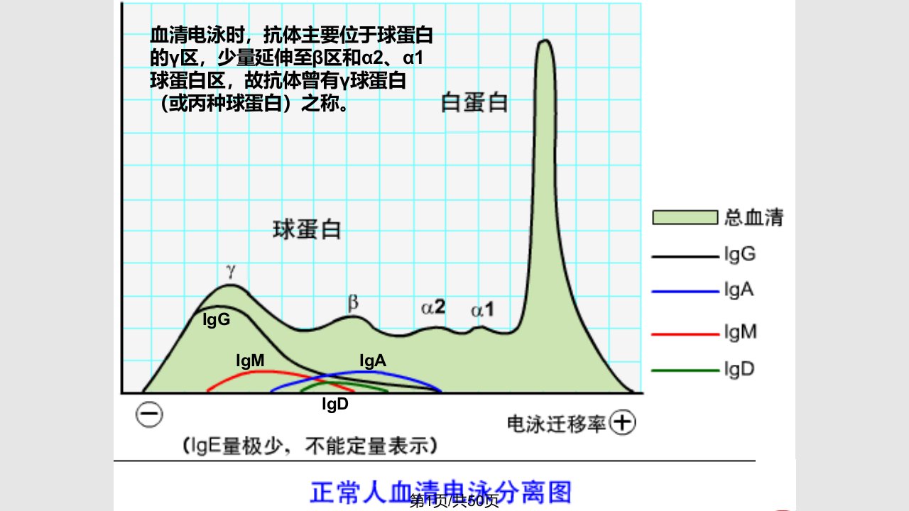 免疫球蛋白学习