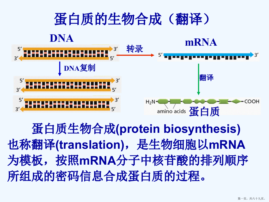 蛋白质生物合成-