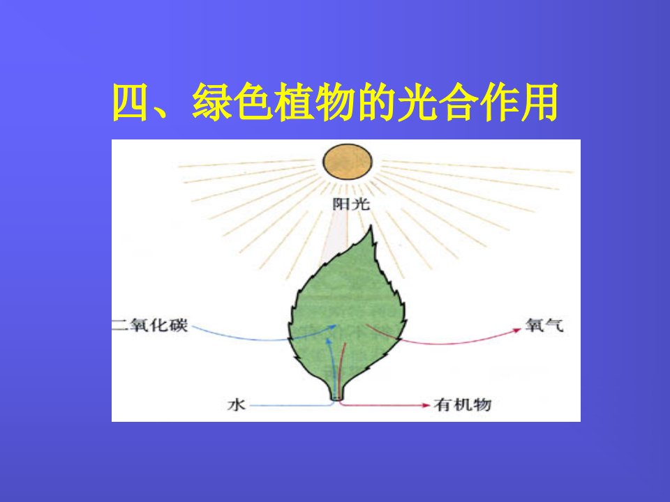 绿色植物的光合作用