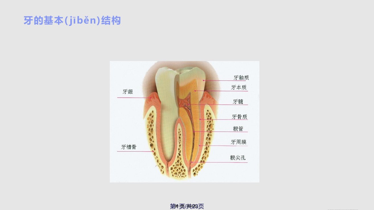 儿童口腔保健知识　学习教案