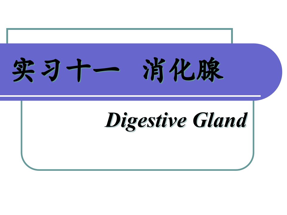 《实习十一消化腺》PPT课件
