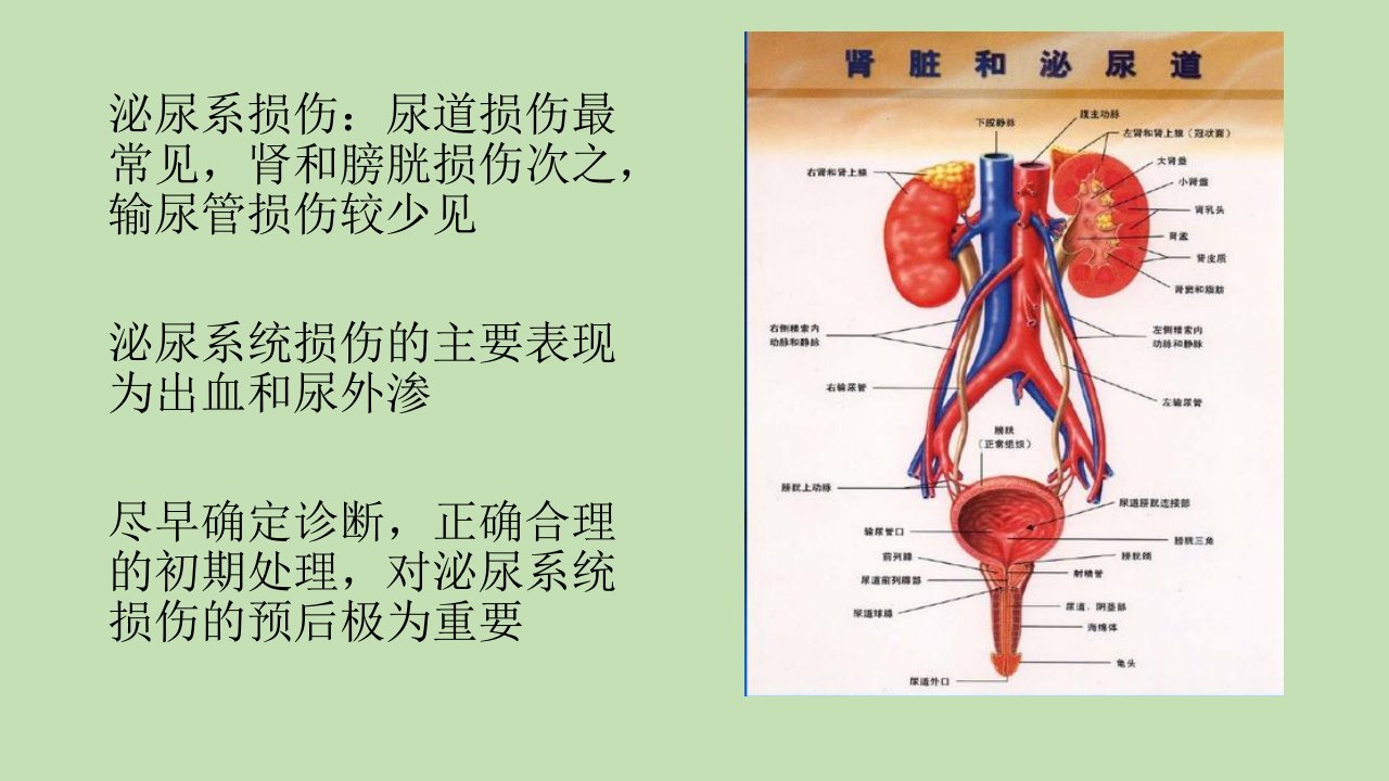 肾损伤CT诊断