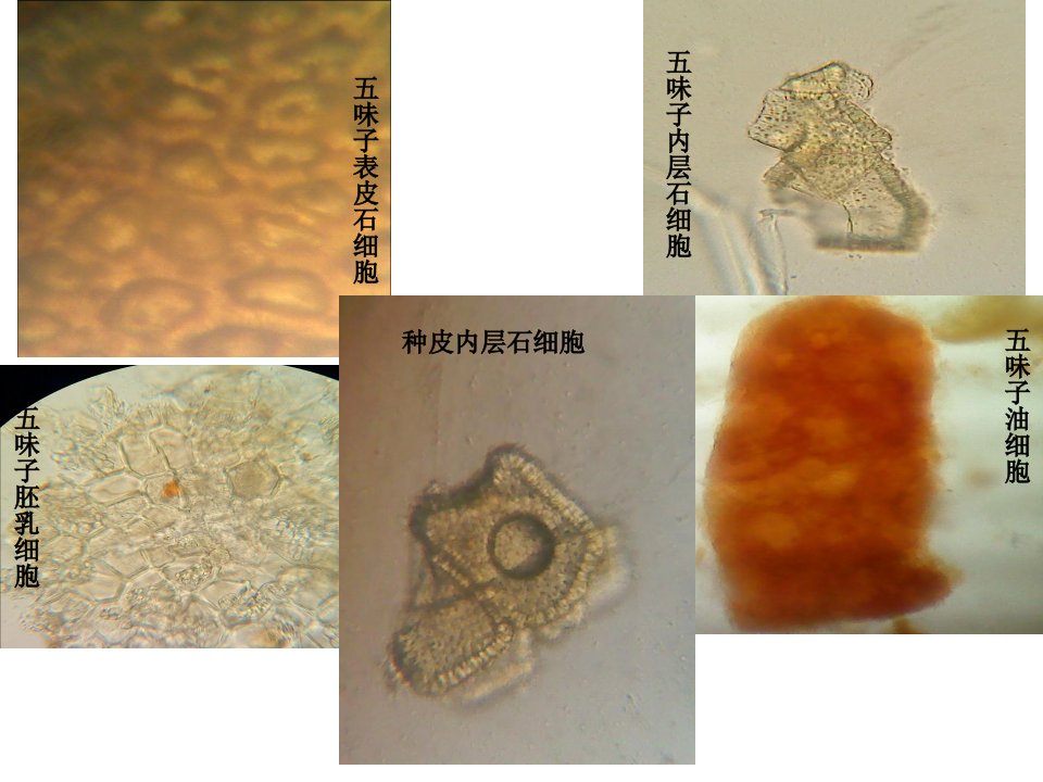 五味子显微鉴定