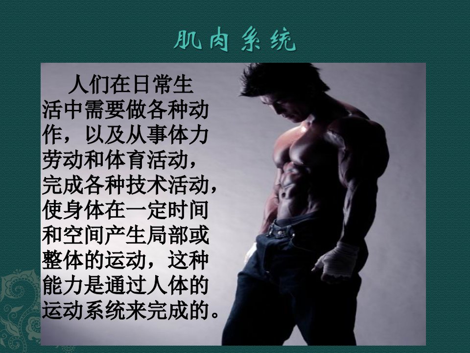 肌肉系统-课件（PPT·精·选）