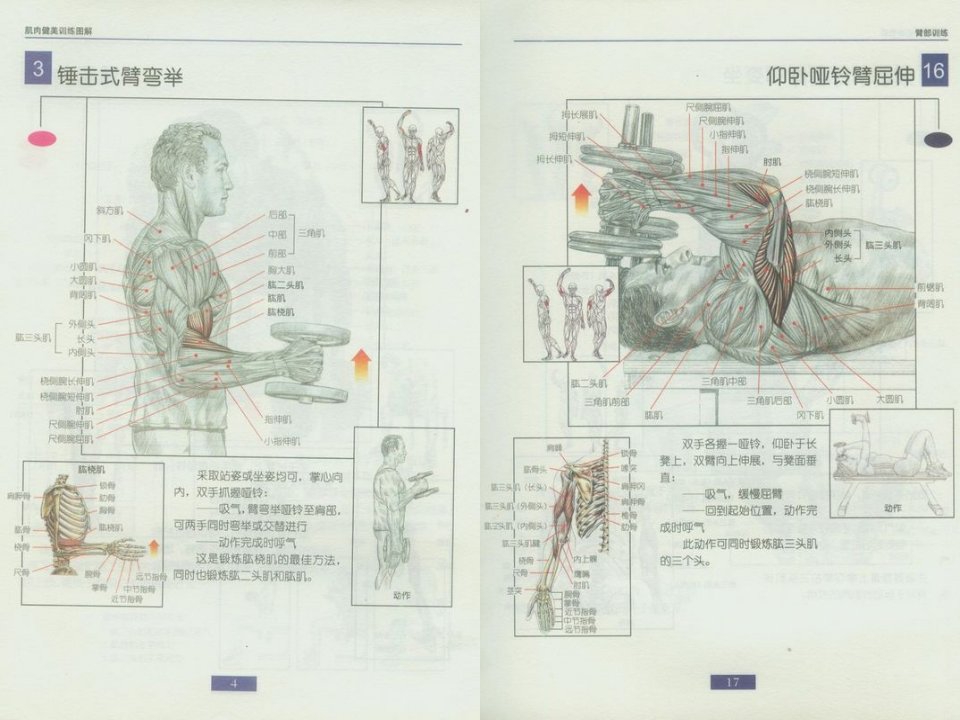 哑铃健身图解