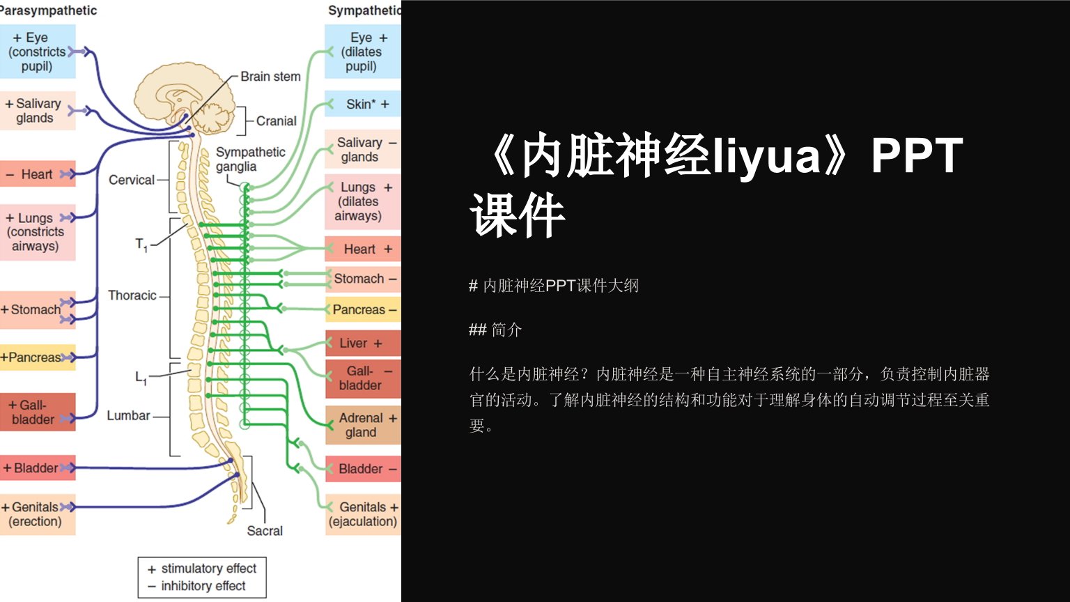 《内脏神经liyua》课件