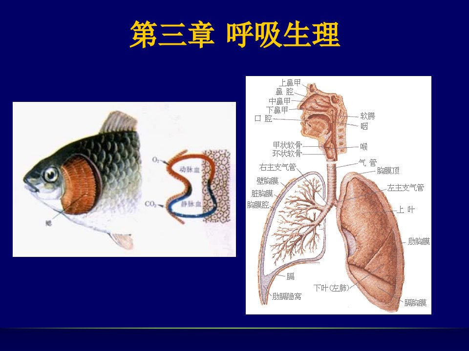 鱼类生理学呼吸生理