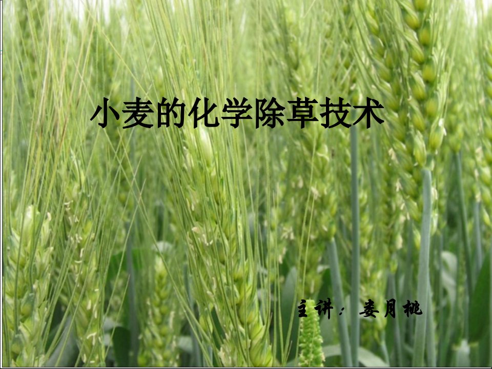 小麦的化学除草技术课件