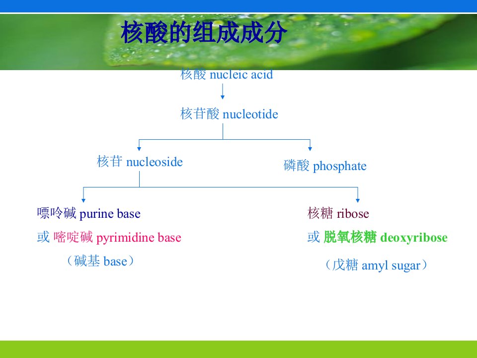 第三节核酸的分子结构