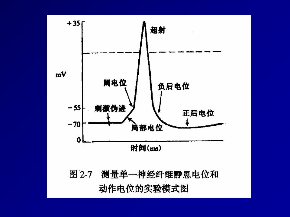 动作电位的全或无