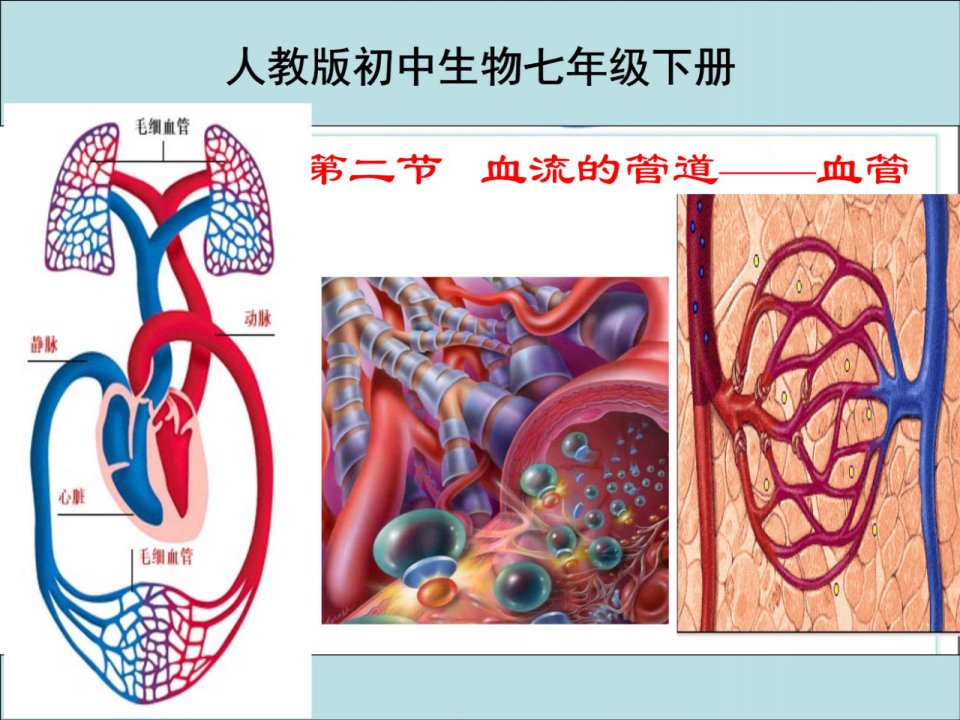 新人教版七下生物血流的管道——血管课件