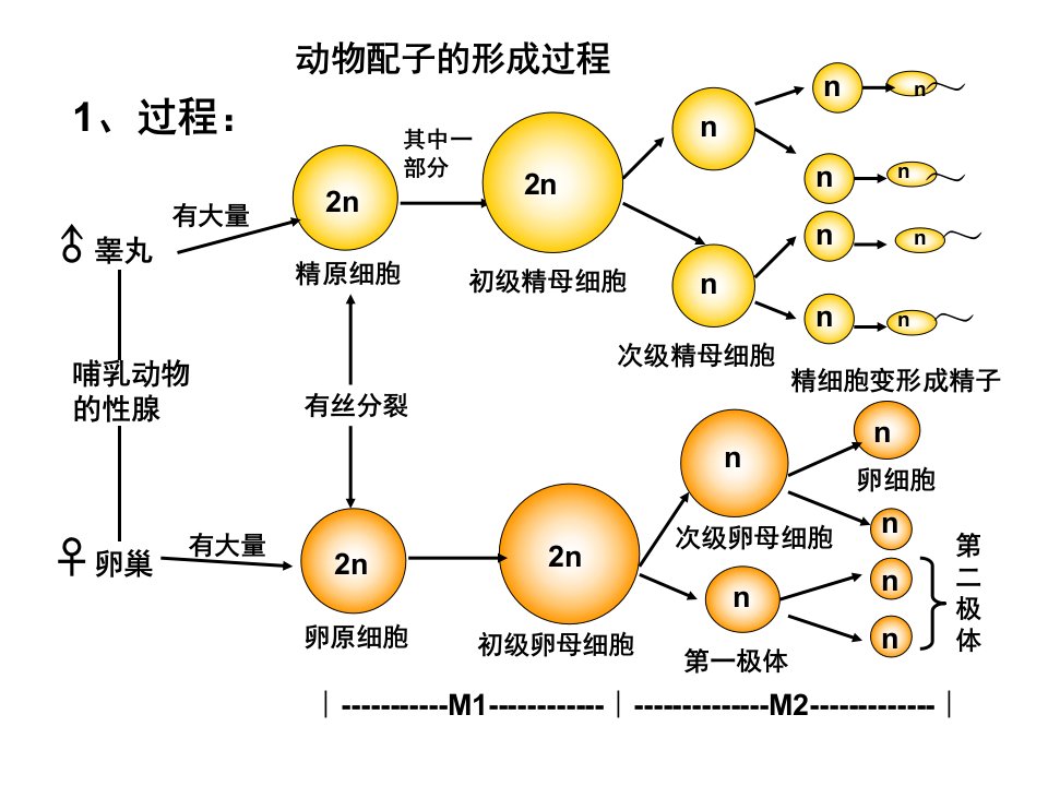 动物配子的形成过程