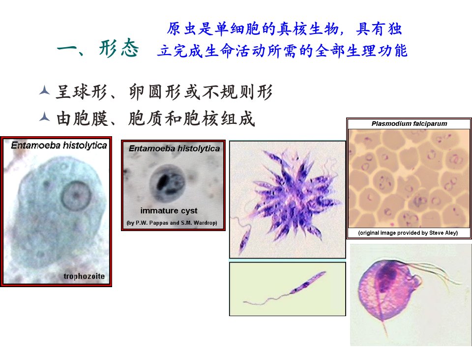 原虫七年制课件