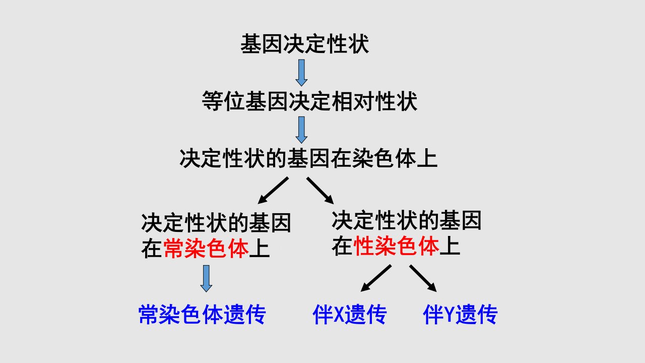 伴性遗传及遗传图的判断讲课教案