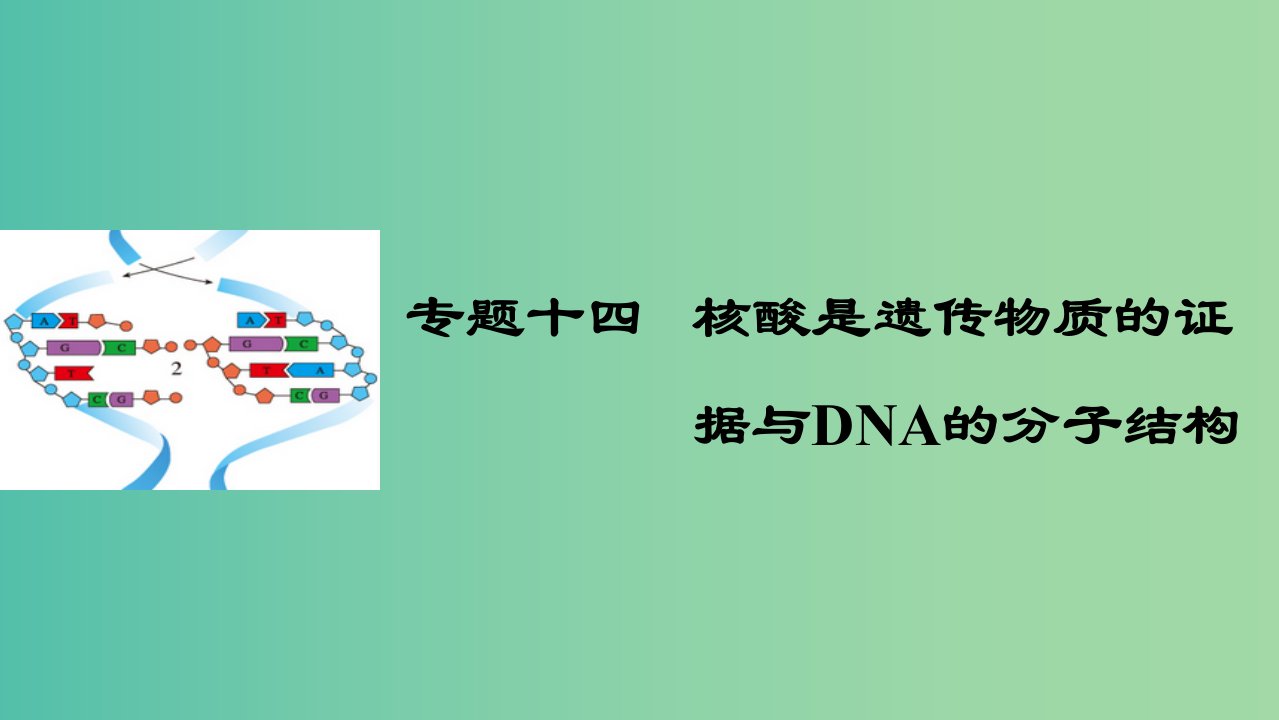 高考生物二轮复习专题十四核酸是遗传物质的证据与DNA的分子结构ppt课件