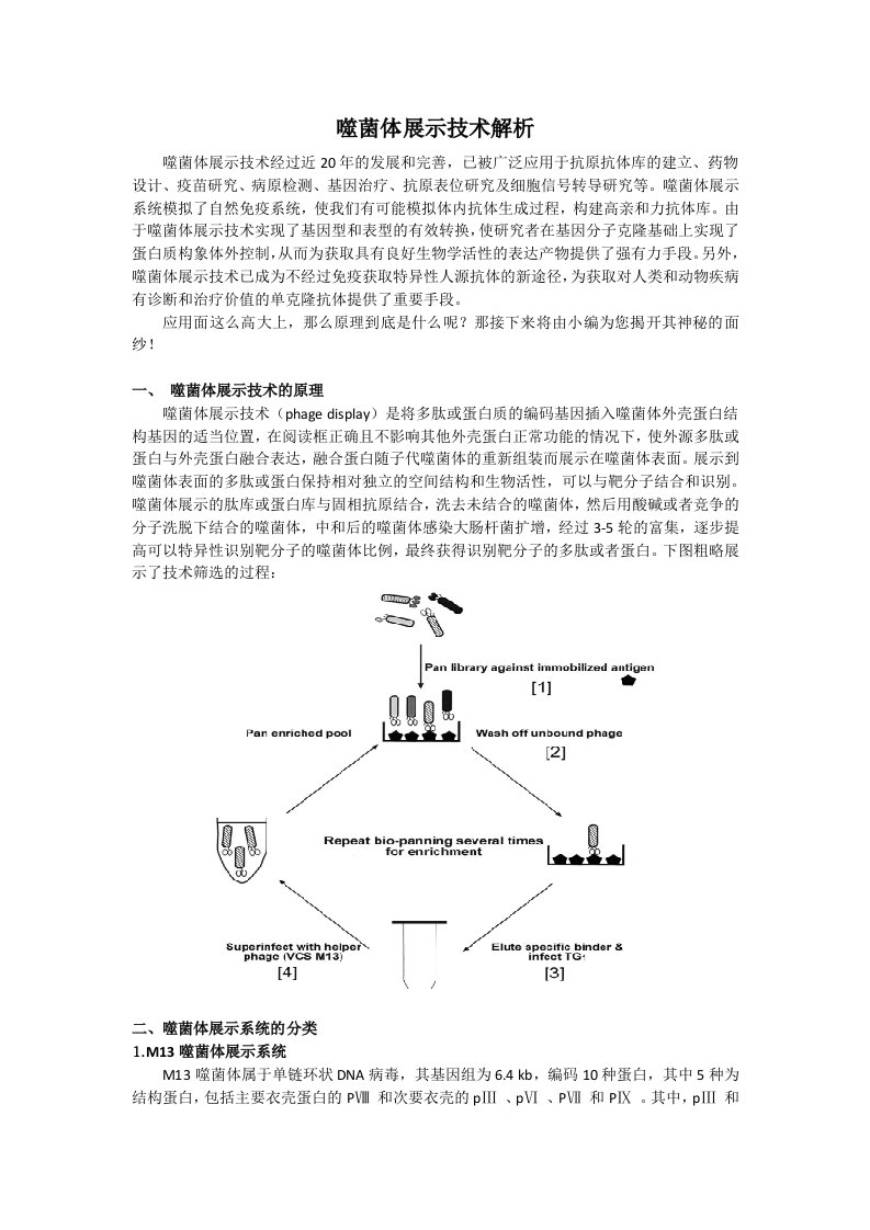 噬菌体展示技术解析