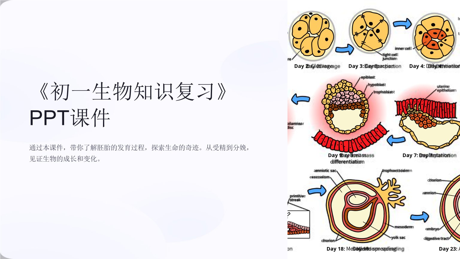 《初一生物知识复习》课件