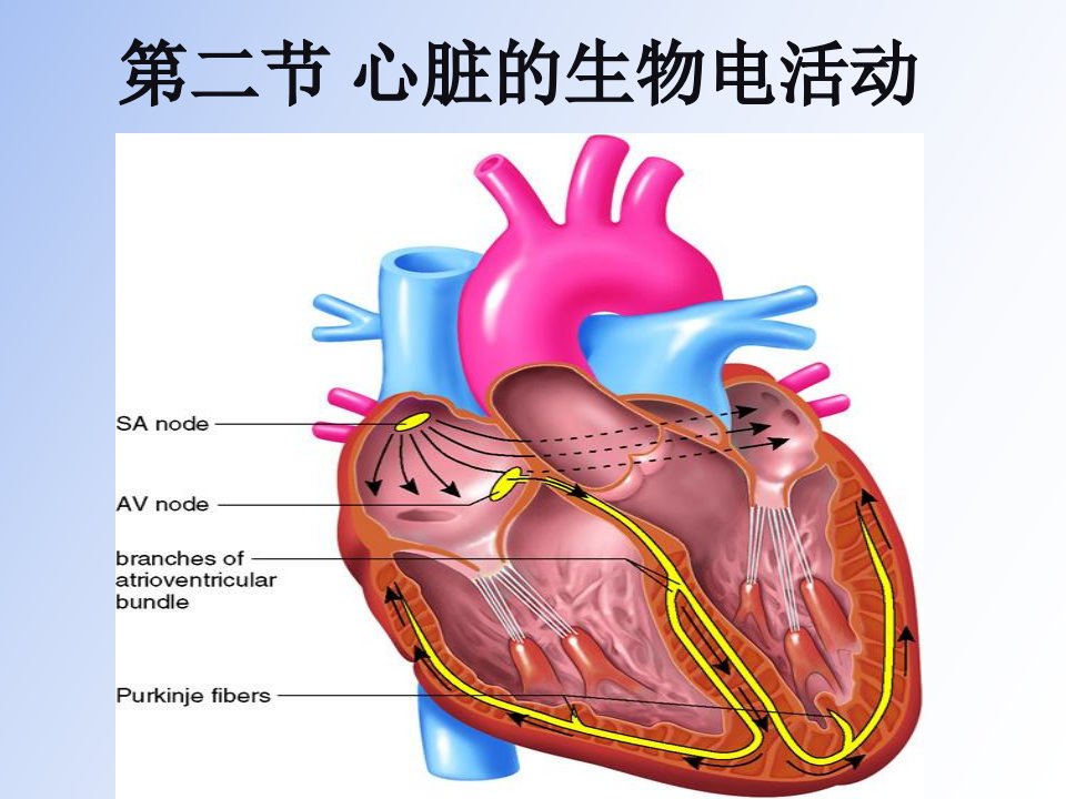 血液循环生物电