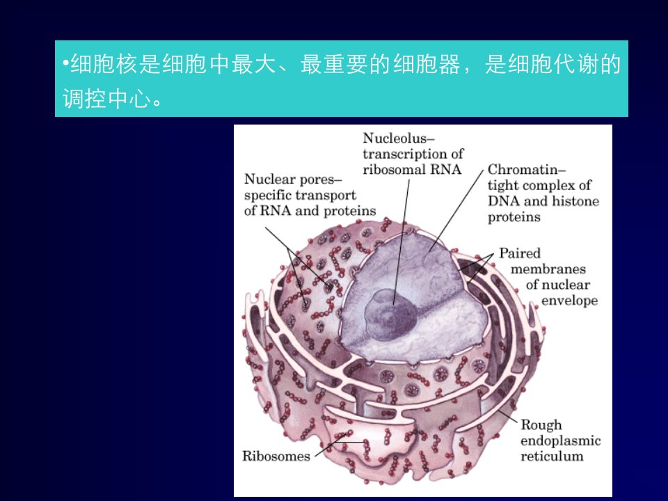 7细胞核与染色体