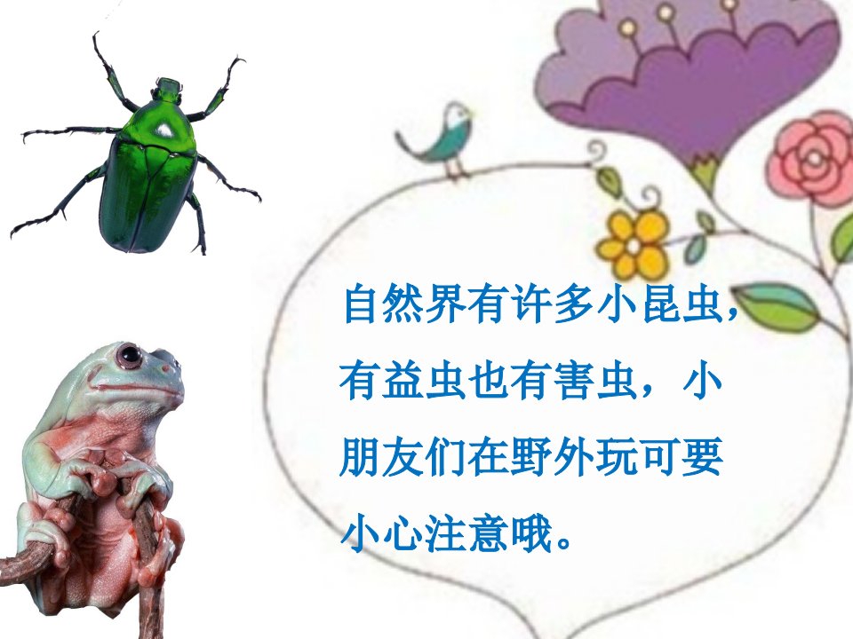 哪些虫子会蜇人ppt课件