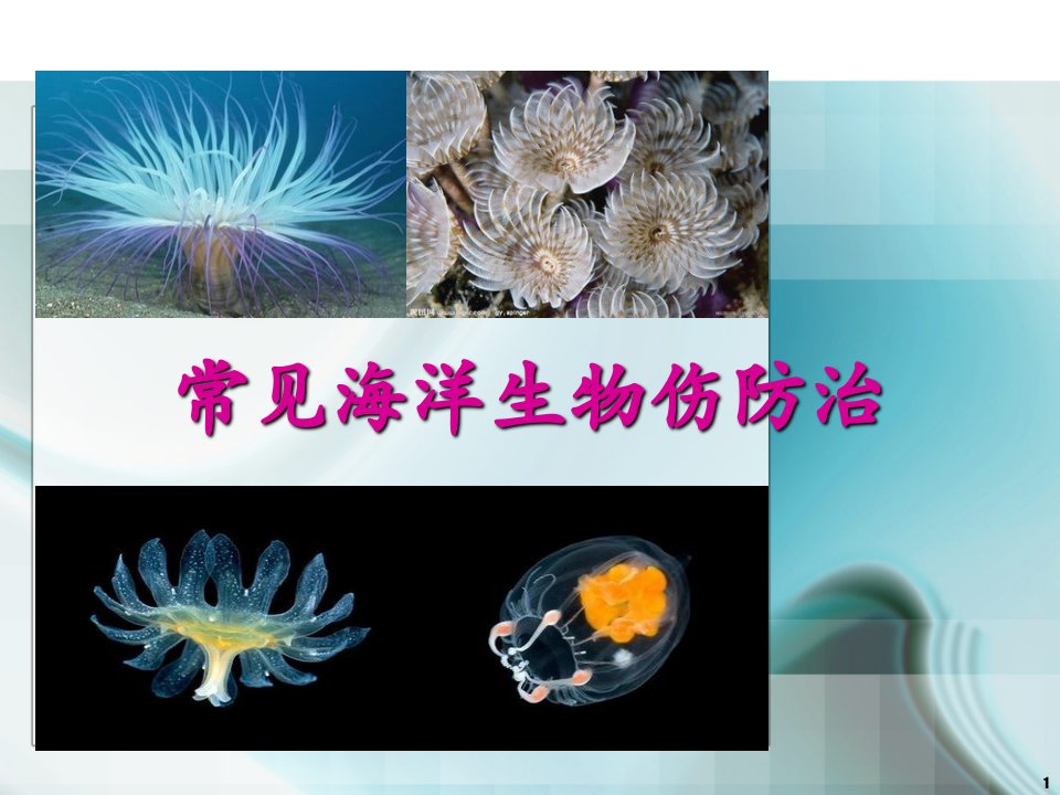 常见的有毒海洋生物伤防治ppt课件