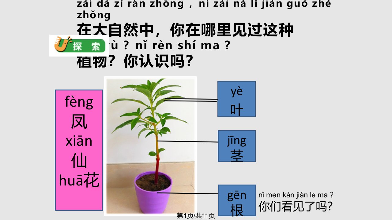 教科一年级科学上册观察一棵植物PPT课件