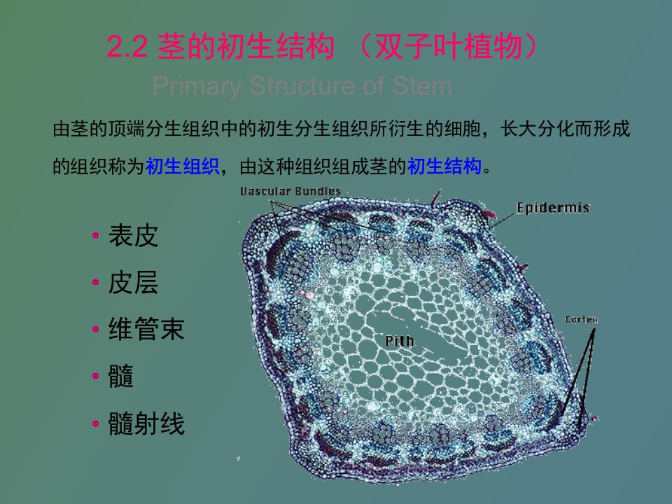 茎的初生结构双子叶植物