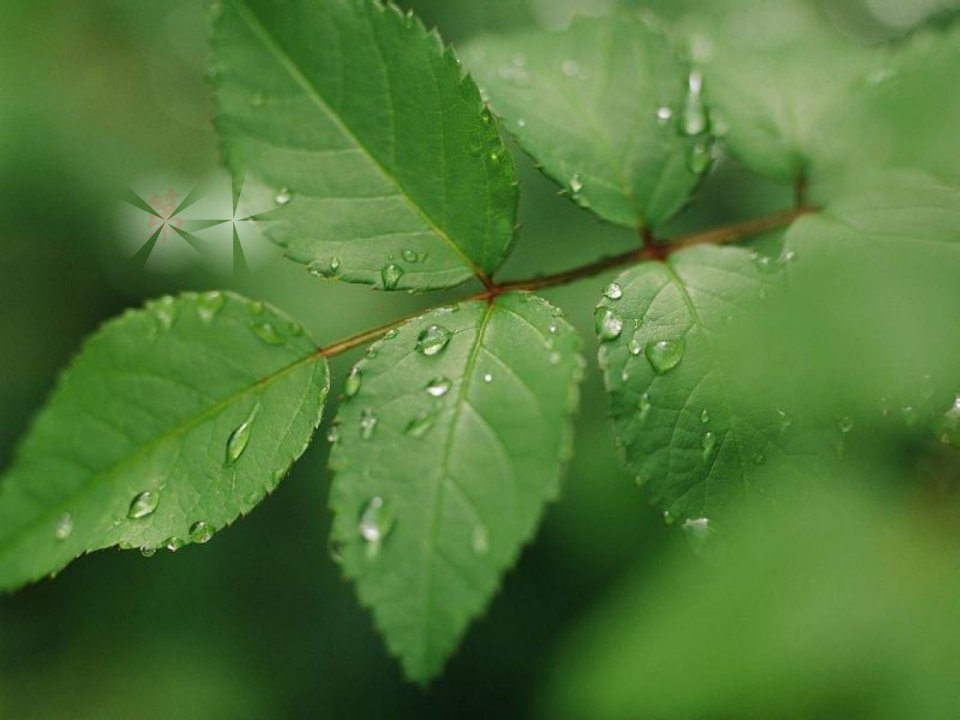 生殖器官的生长花的结构