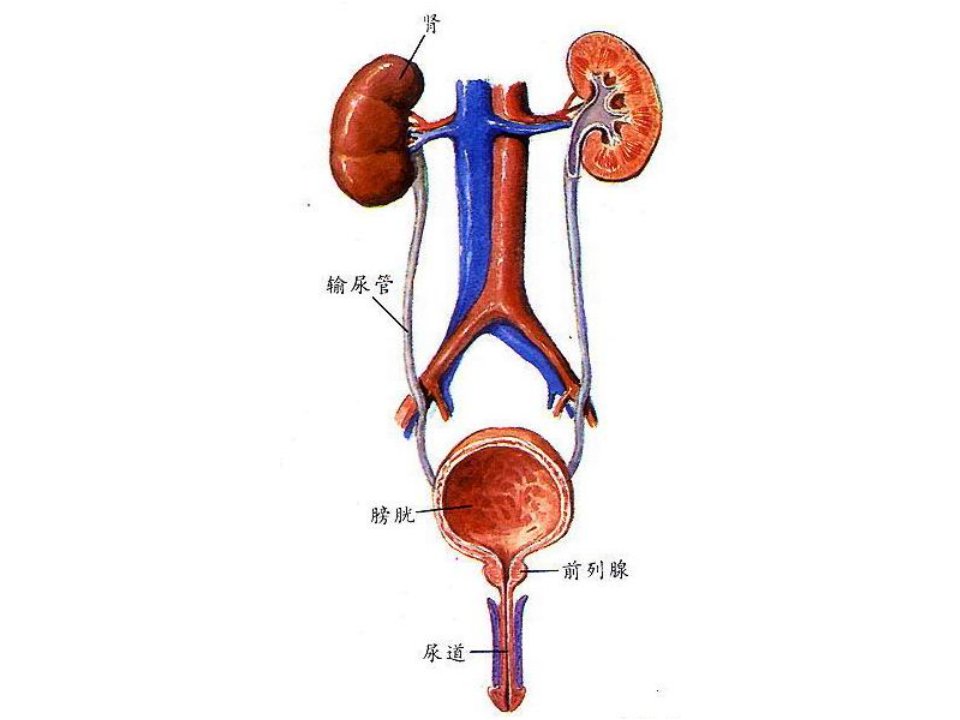 36学时3尿液检查