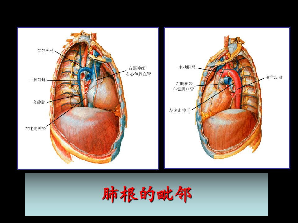 医学局部解剖学胸部二课件