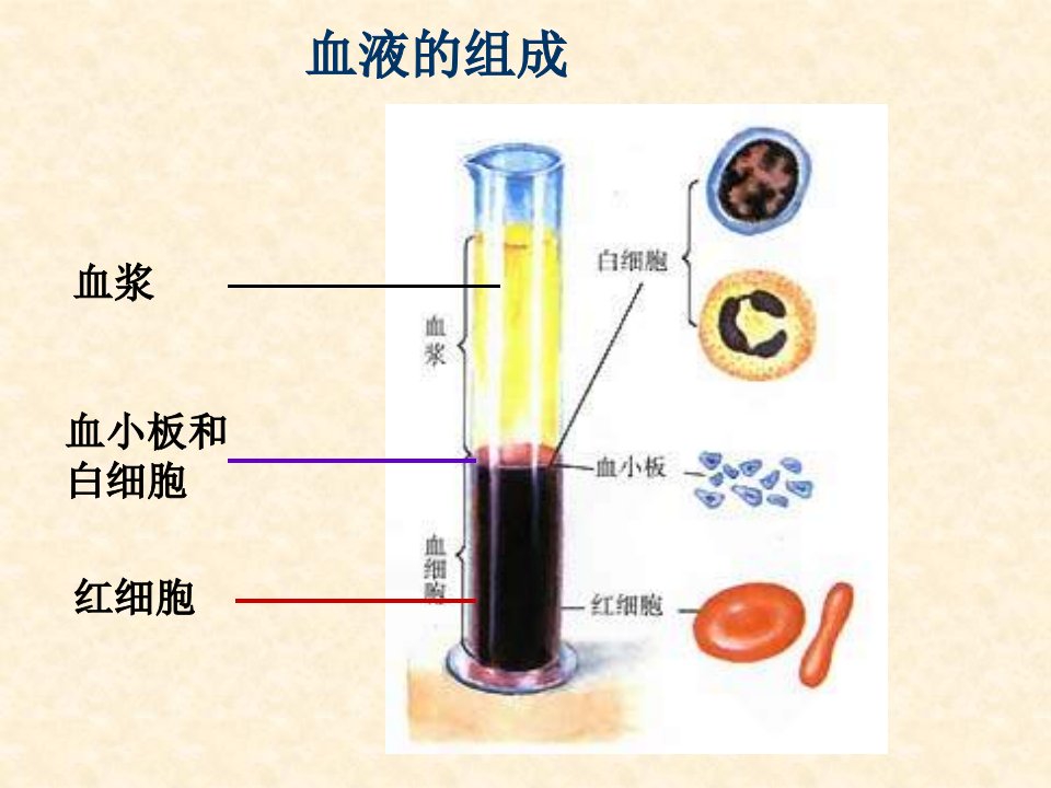 初中七年级生命科学《人体生命活动需要的环境条件》PPT课件