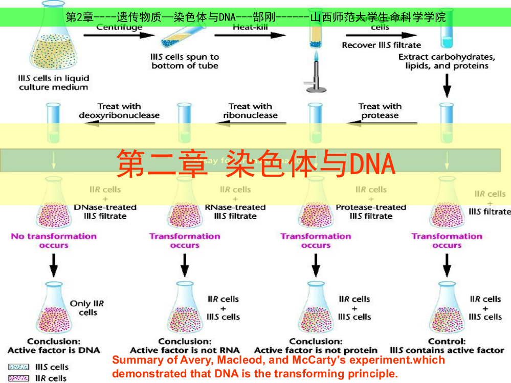 郜刚分子生物学02染色体1染色体和DNA结构ppt课件