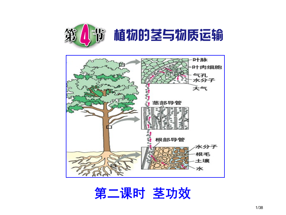 第4节植物的茎与物质运输(第二课时)市公开课一等奖省赛课微课金奖PPT课件