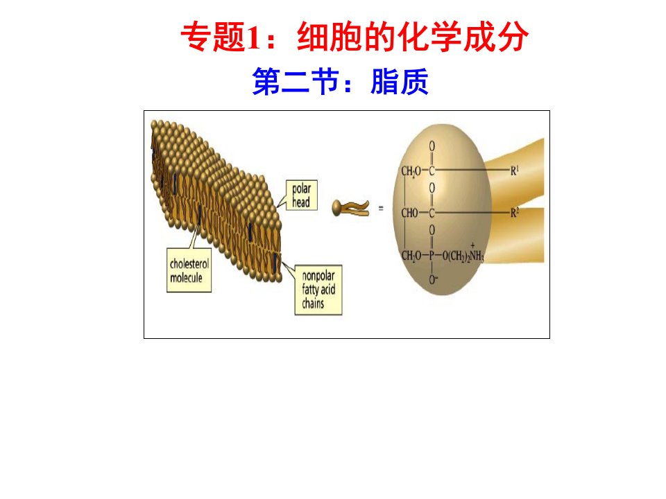 脂质种类-高中生物竞赛