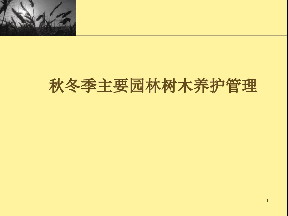 冬季园林树木养护管理课件