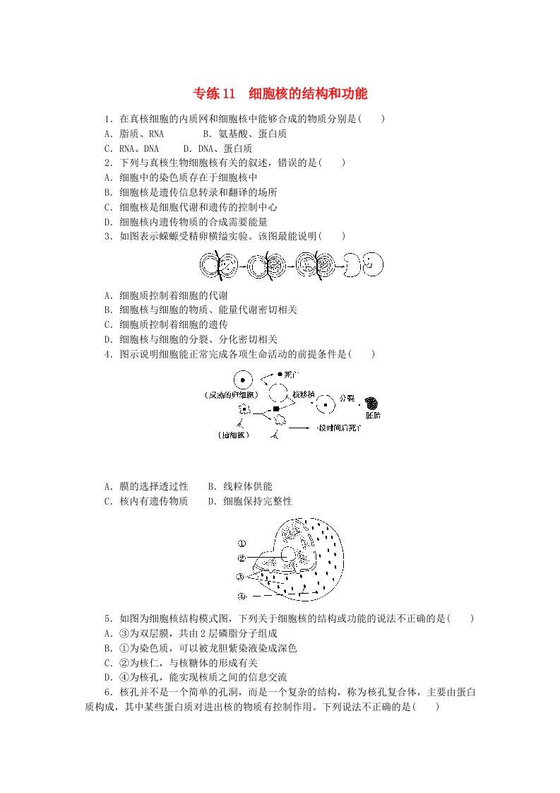 新高考2024版高考生物一轮复习微专题小练习专练11细胞核的结构和功能