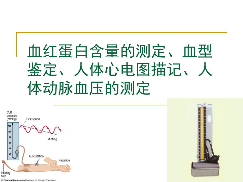 血红蛋白含量的测定血型鉴定