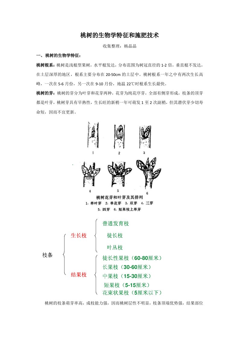 桃树的生物学特征和施肥技术汇总